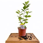 Arónia (Aronia melanocarpa) ´GALICIJANKA´ - výška 20-30 cm; kont. P9 - SAMOOPELIVÁ